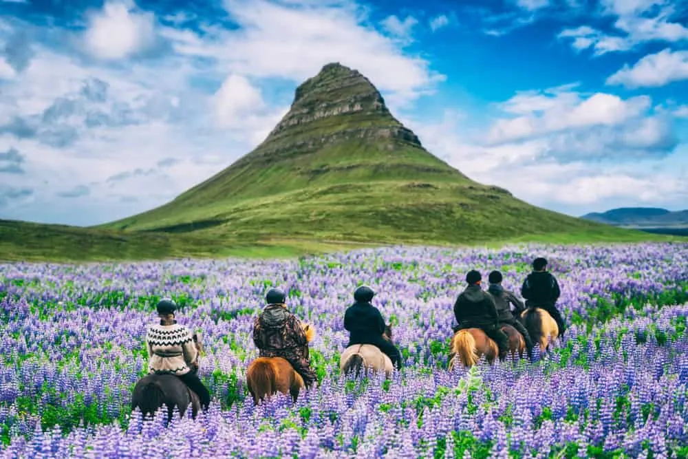 Reitergruppe auf Islandpferden in einem Lupinenfeld vor dem Berg Kirkjufell
