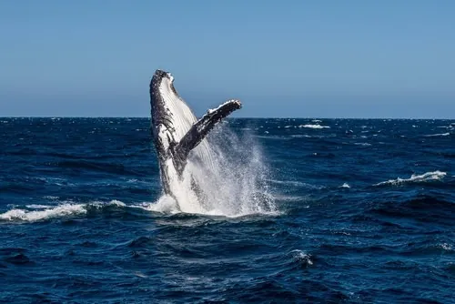 Wal taucht vor der Küste Islands auf